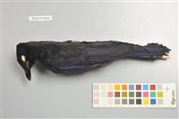 藏品(臺灣紫嘯鶇)的圖片